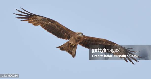 golden eagle on sky, yerbogachen, russia - steinadler stock-fotos und bilder