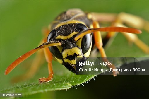 Wasp (Vespula vulgaris) sitting on leaf Wasp (Vespula vulgaris) sitting on leaf
