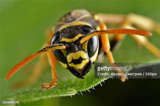 wasp (vespula vulgaris) sitting on leaf - wespe stock-fotos und bilder