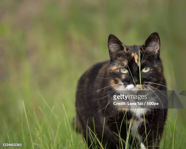 cat stalking in grass - sjö stock-fotos und bilder