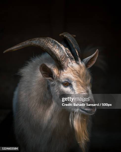 studio portrait of goat against black background - black goat stock pictures, royalty-free photos & images