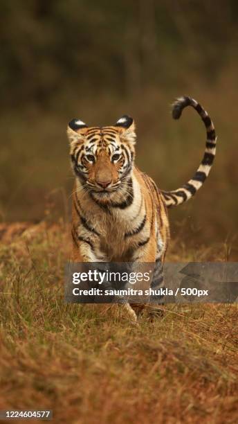 bengal tiger (panthera tigris tigris) running towards camera - tiger running stockfoto's en -beelden