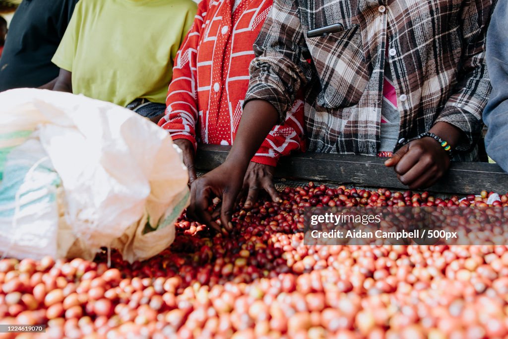People sorting coffee cherries, Kigali, Rwanda