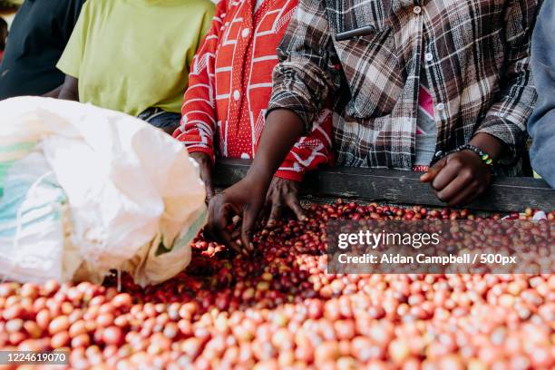 people sorting coffee cherries, kigali, rwanda - kigali stock pictures, royalty-free photos & images