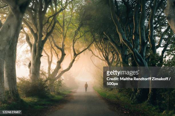distant view of man walking along treelined road, dark hedges, stranocum, northern ireland, uk - beautiful irish person stockfoto's en -beelden