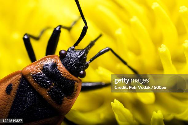 Nehvizdy Photos and Premium High Res Pictures - Getty Images
