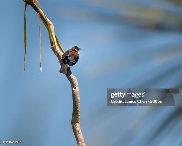 tui (prosthemadera novaeseelandiae) bird perching on cabbage tree, murrays bay, new zealand - tui bird stock pictures, royalty-free photos & images