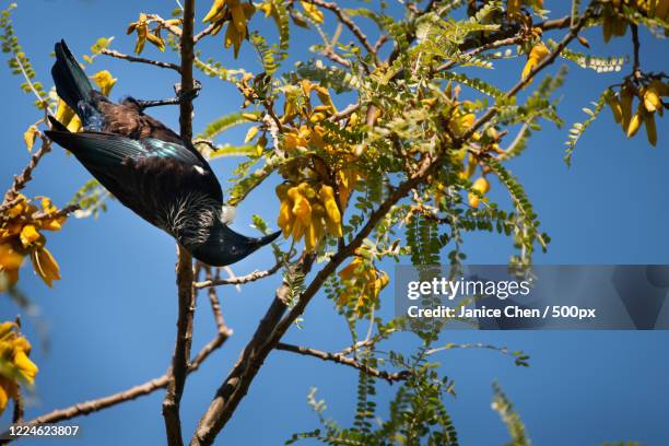 tui (prosthemadera novaeseelandiae) perching on branch upside down and feeding on yellow flowers of kowhai tree, murrays bay, new zealand - tui bird stock pictures, royalty-free photos & images