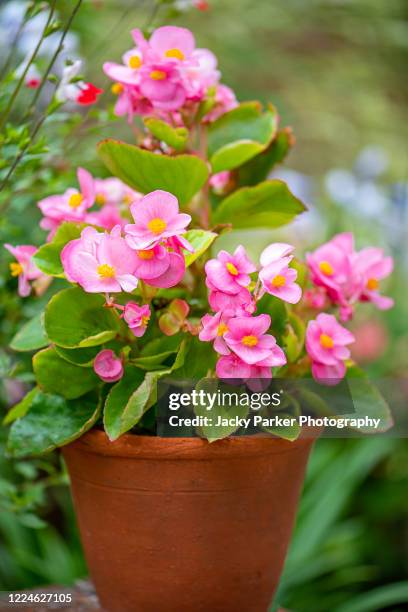 close-up image of pink begonia semperflorens summer flowers in a terracotta garden pot - flower pot stock pictures, royalty-free photos & images
