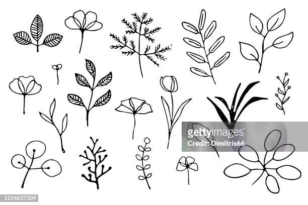 hand drawn plants - botany stock illustrations