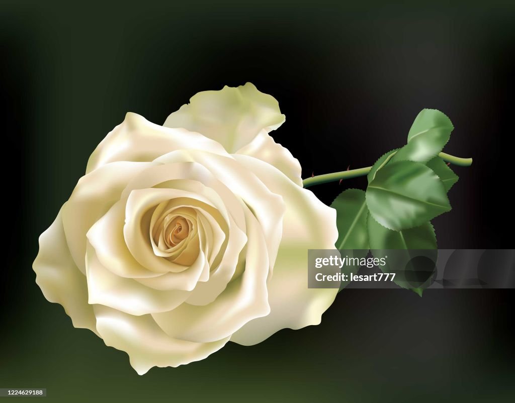 Beautiful Realistic White Rose High-Res Vector Graphic - Getty Images
