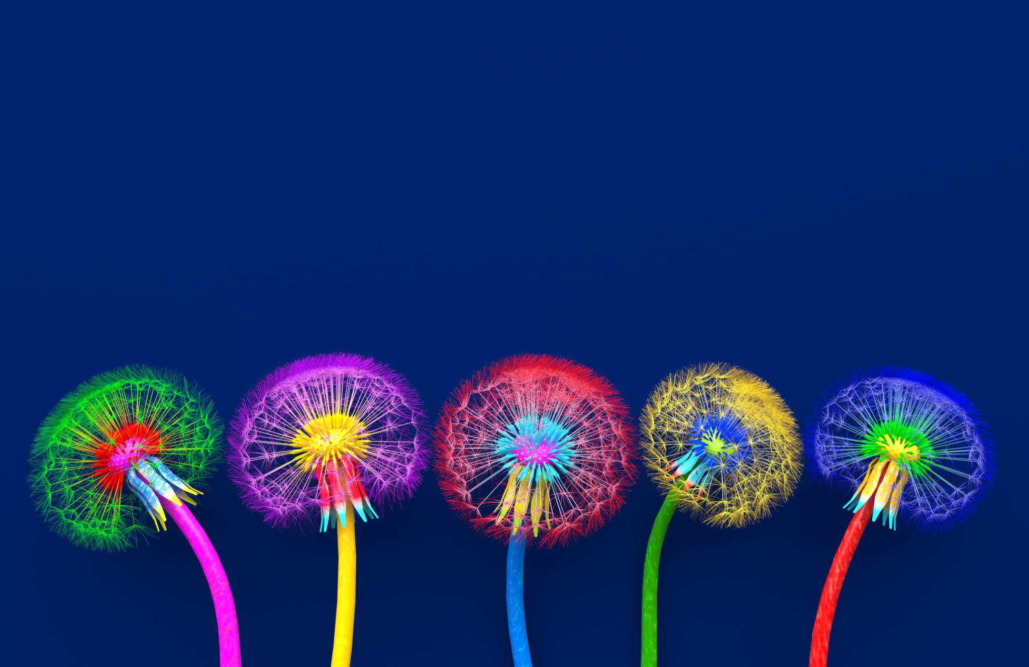 Bouquet of five flowers of blossoming dandelions of unusual colorful colors. Bright multi-colored abstract dandelions on a blue background. Creative conceptual illustration. opy space. 3D render Bouquet of five flowers of blossoming dandelions of unusual colorful colors. Bright multi-colored abstract dandelions on a blue background. Creative conceptual illustration. opy space. 3D render