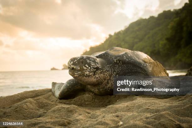 tortuga leatherback - laúd fotografías e imágenes de stock