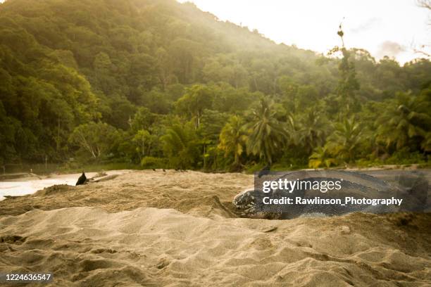 leatherback turtle - leatherback turtle stock pictures, royalty-free photos & images
