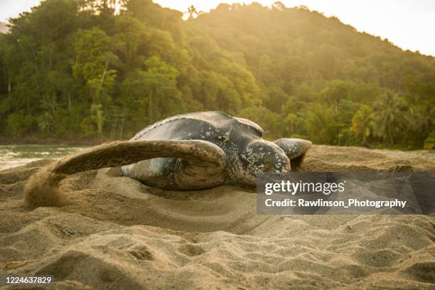 Link overraskelse Effektivitet 592 Leatherback Turtle Photos and Premium High Res Pictures - Getty Images Link overraskelse Effektivitet 592 Leatherback Turtle Photos and Premium High Res Pictures - Getty Images
