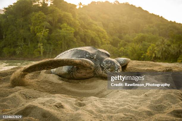 turtle nesting - leatherback turtle stock pictures, royalty-free photos & images