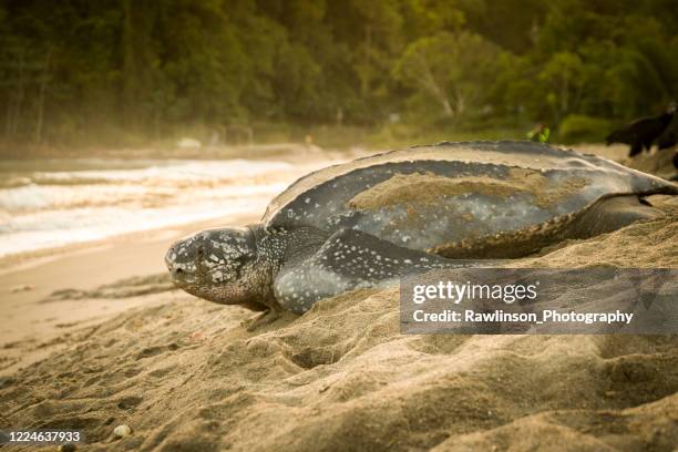 turtle going in the sea - leatherback turtle stock pictures, royalty-free photos & images