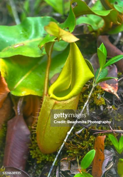 close up of nepenthes veitchii or veitch's pitcher plant, malaiau basin, sabah, borneo - veitchii stock pictures, royalty-free photos & images