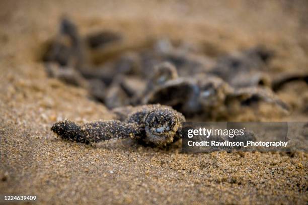 leatherback turtle hatchling - hawksbill turtle stock pictures, royalty-free photos & images
