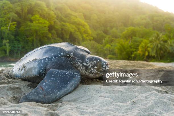belle tortue luth - trinité et tobago photos et images de collection