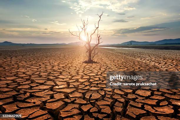 global warming concept. dead tree and dry cracks in the land, serious water shortages . - paisagem árida imagens e fotografias de stock
