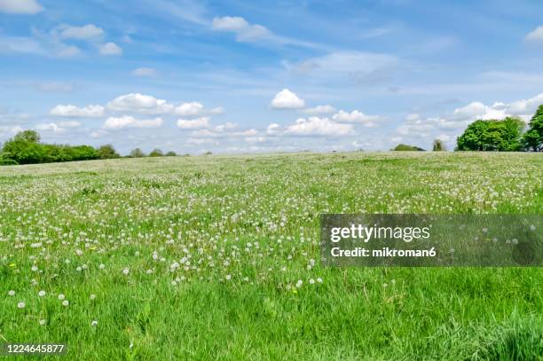 sunny day on meadow and dandelions. - grasland stock-fotos und bilder