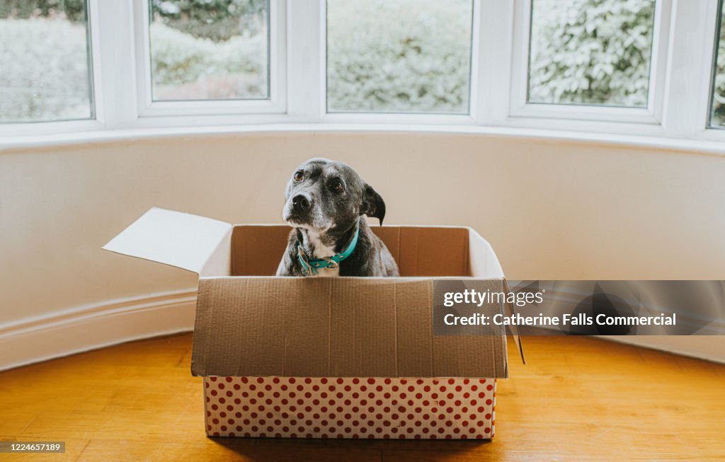 Dog With Box Dog In A Box High-Res Stock Photo - Getty Images