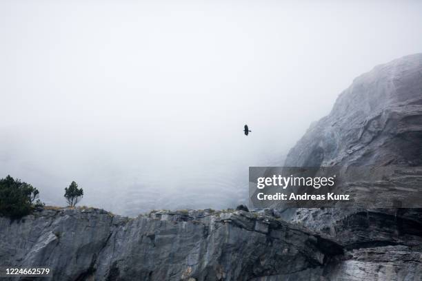 steinadler fliegt beim gebirgssee oeschinensee berner oberland in der schweiz - steinadler stock-fotos und bilder