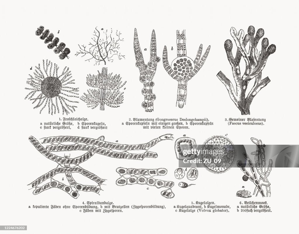 Seaweed and algae, wood engravings, published in 1893