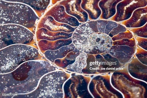 ammonite shell, hereford, herefordshire, england - palaeontology 個照片及圖片檔