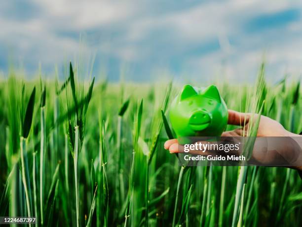 hand holding green piggybank in a green field. - esg stock pictures, royalty-free photos & images