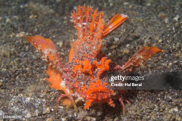 spiny devilfish front view - spiny devilfish stock pictures, royalty-free photos & images