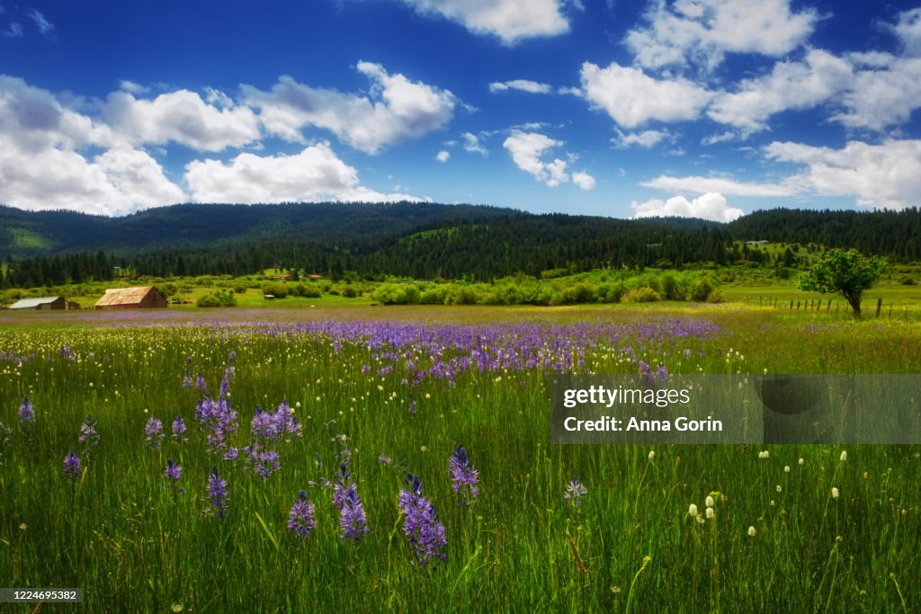Spring In Idaho Meadow Of Wildflowers In Spring Idaho High-Res Stock Photo - Getty Images