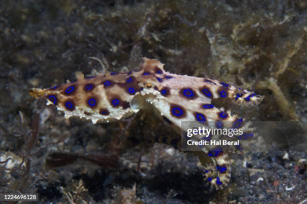 greater blue ringed octopus - blue ringed octopus stock pictures, royalty-free photos & images