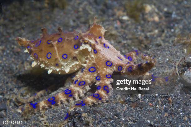 Blue Ringed Oc Blue Ringed Octopus Photos and Premium High Res Pictures - Getty Images