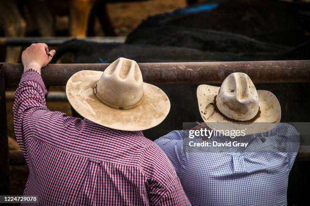 Farmers listen to an Auctioneer as they stand together looking at cattle during the weekly cattle stock sales held at the saleyards on August 10,...