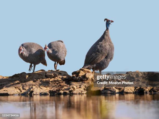 helmeted guinea fowl at the waterhole - guineafowl stock-fotos und bilder