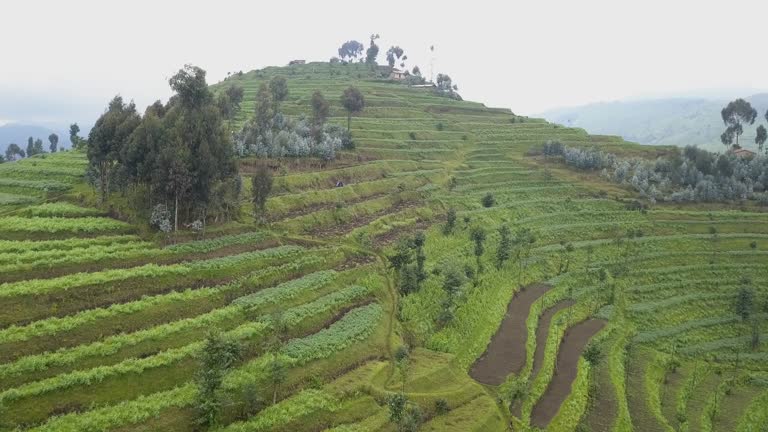 Farms In Rwanda 28 Rwanda Farm Stock Videos, Footage, & 4K Video Clips - Getty Images