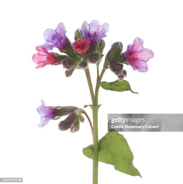 close-up of common lungwort, (pulmonaria officinalis) - pulmonaria officinalis stock pictures, royalty-free photos & images