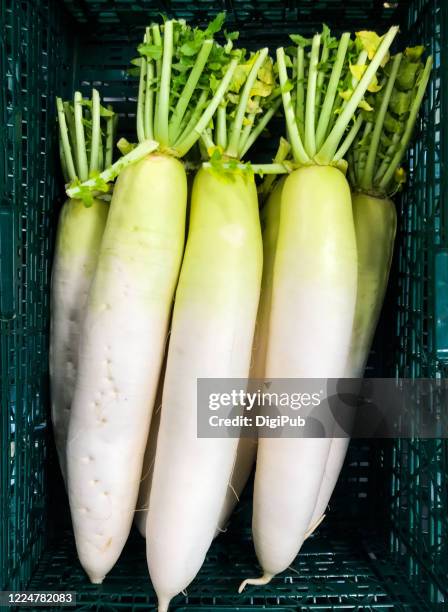 daikon radish - rábano grande japonés fotografías e imágenes de stock