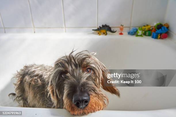 dog having a bath - dog anticipation stock pictures, royalty-free photos & images