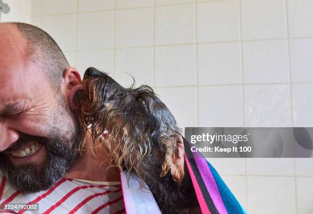 dog wrapped in towel after a bath - affectionate dog stock pictures, royalty-free photos & images