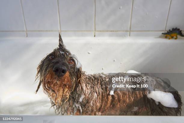 dog having a bath - wirkliches leben stock-fotos und bilder