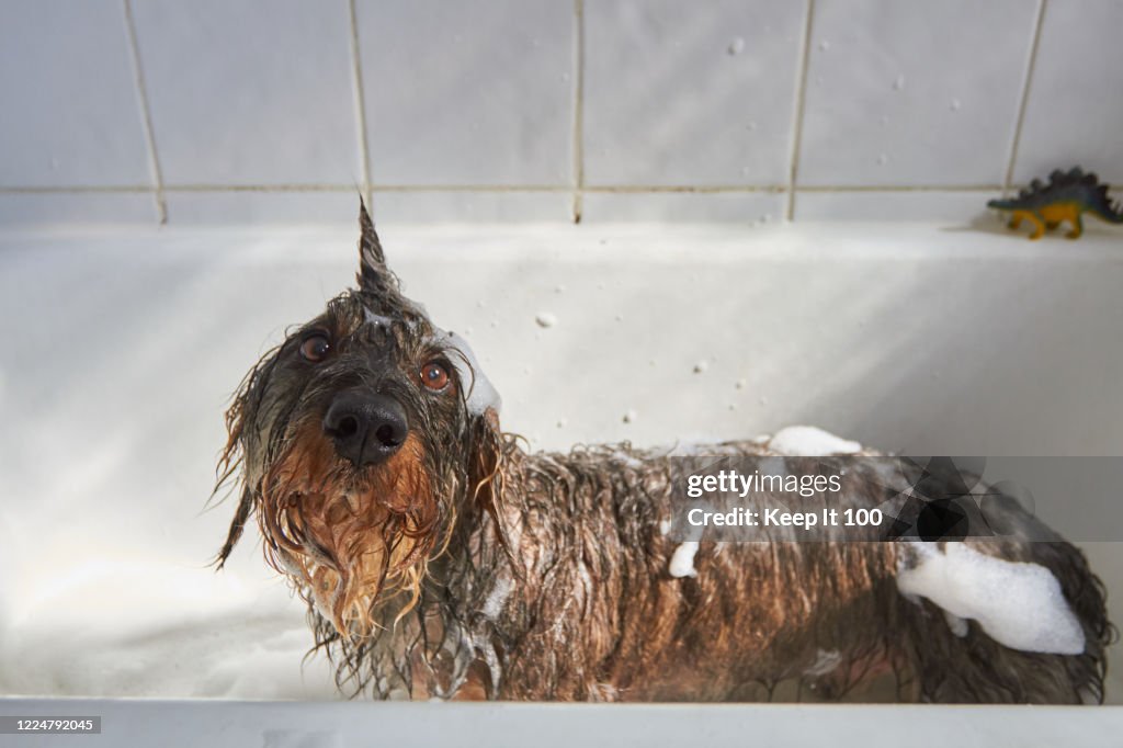 Dog having a bath