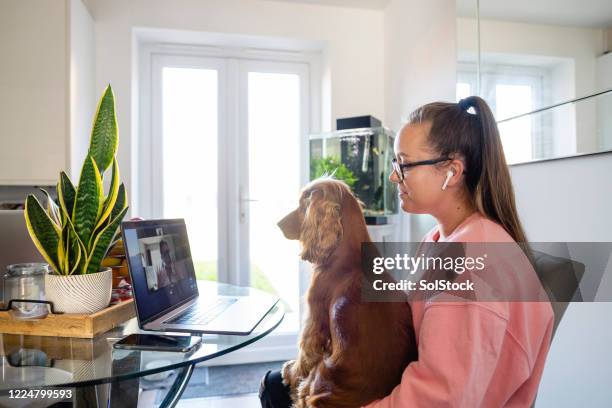 morgonmötet - cocker spaniel bildbanksfoton och bilder