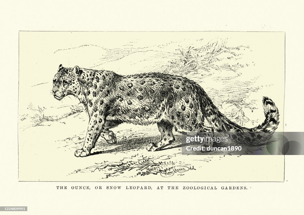 Wildlife, Big cats, snow leopard (Panthera uncia)