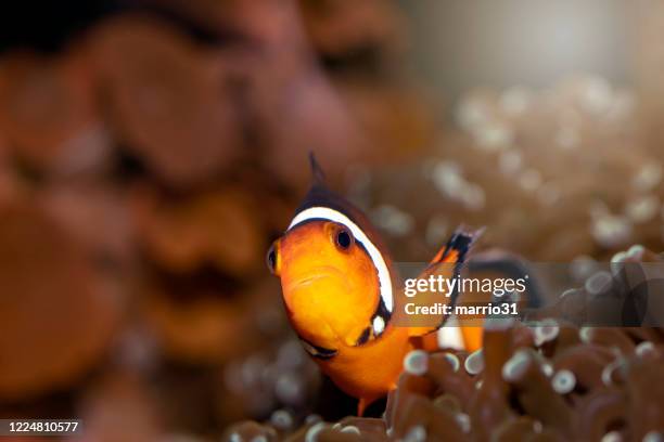 common clownfish - salt water fish stock pictures, royalty-free photos & images