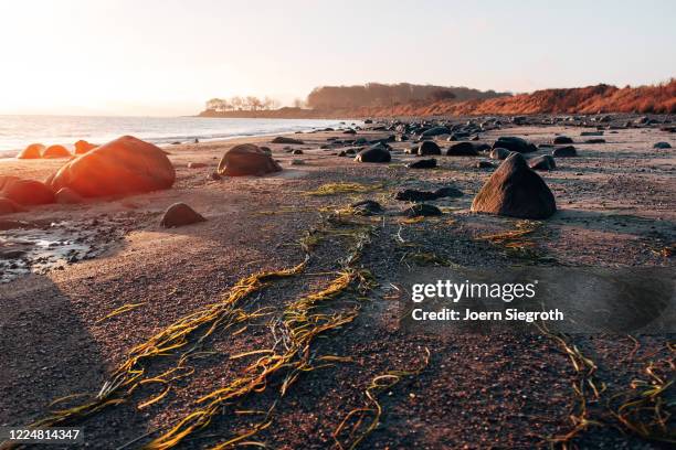 sonnenaufgang auf fehmarn - knallrosa stock pictures, royalty-free photos & images