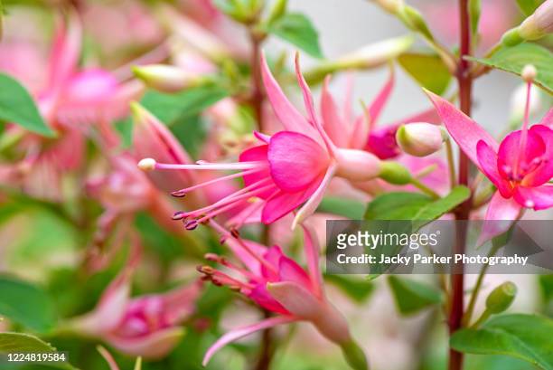 close-up image of the beautiful and dainty pink flowers of the summer flowering fuchsia - fuchsia flower stock pictures, royalty-free photos & images