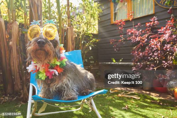 dog wearing sunglasses - dachshund holiday stock pictures, royalty-free photos & images